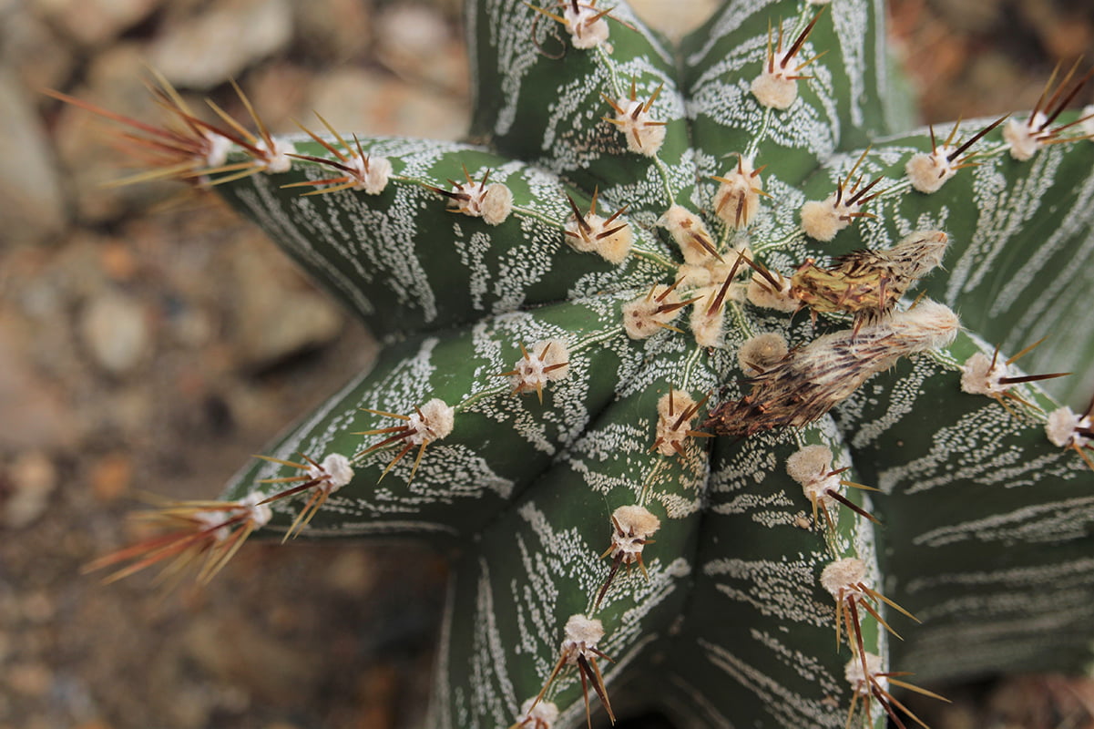 spiky plant