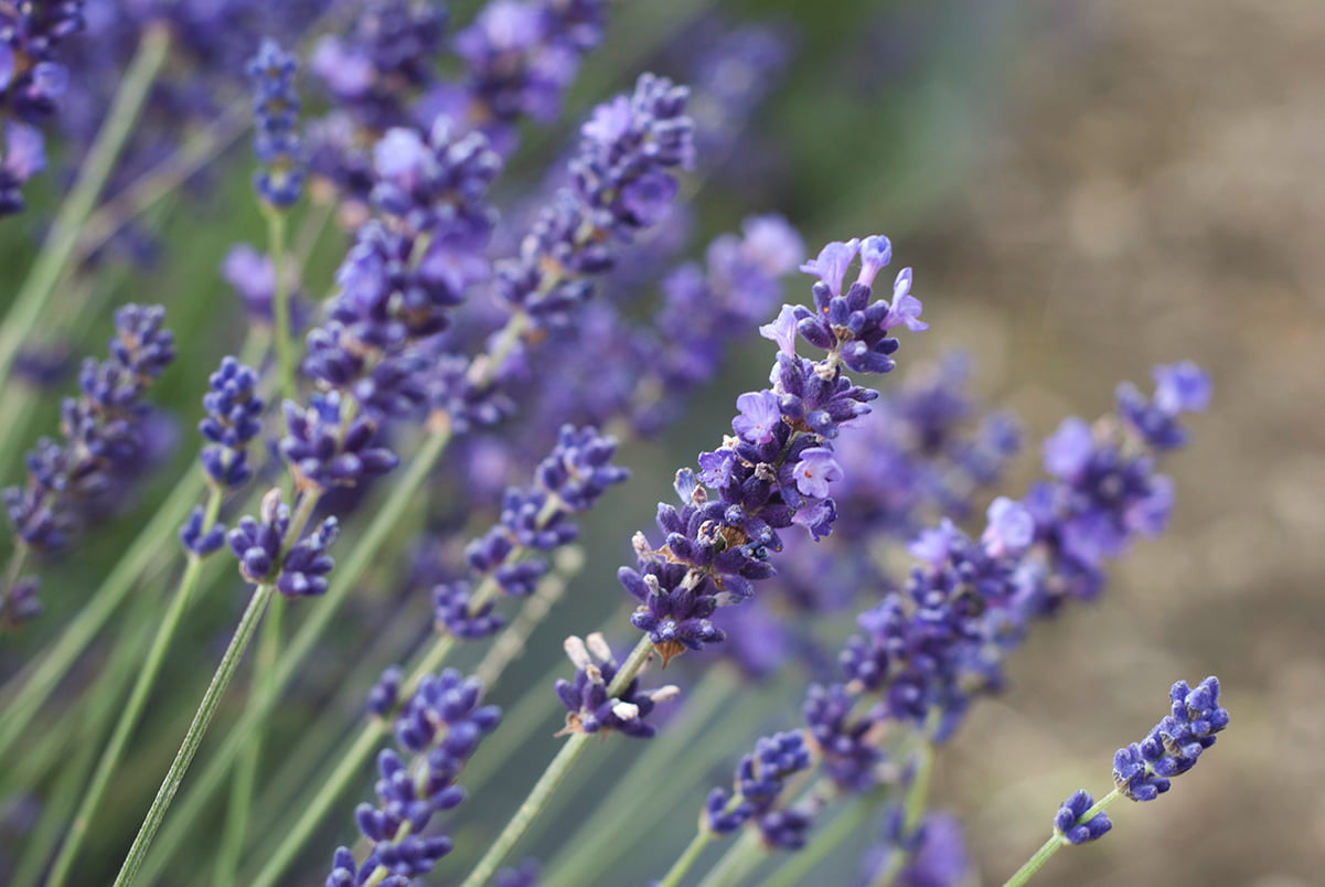 english lavender