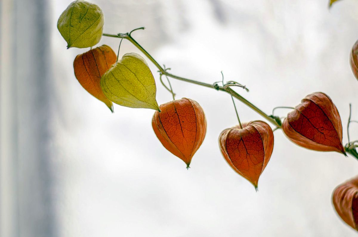 Chinese Lantern Plant