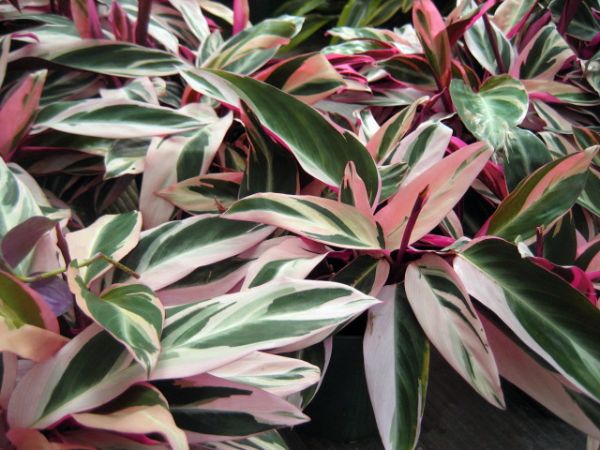 Stromanthe Triostar green and pink leaves
