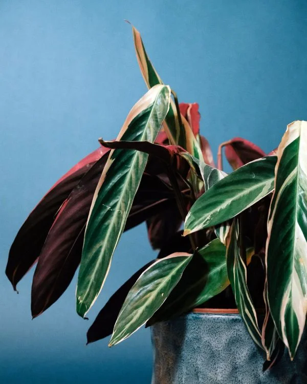 Stromanthe Triostar in blue pot blue background