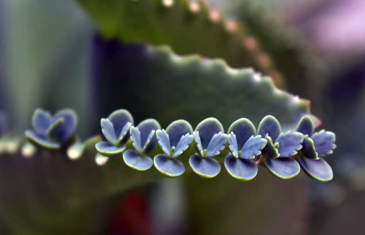 The Ultimate Plant Care Guide for Mother of Thousands