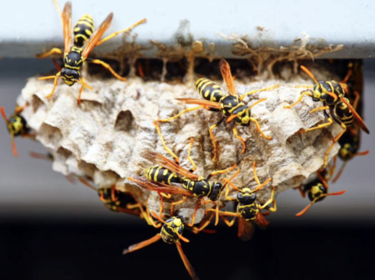 Wasp nest on the ceiling