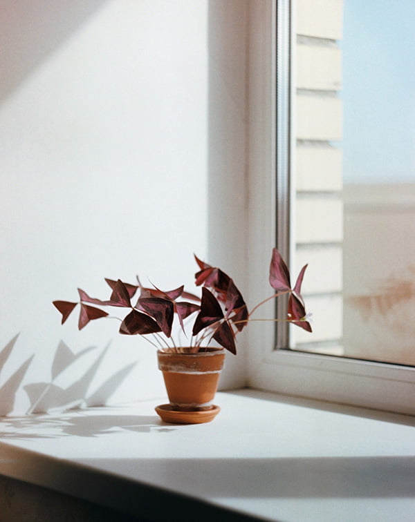 Oxalis Triangularis by the window1