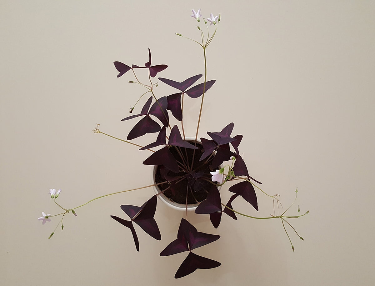 Oxalis Triangularis purple leaves and small pale flowers