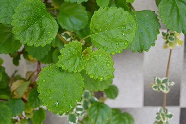Swedish Ivy with water drops