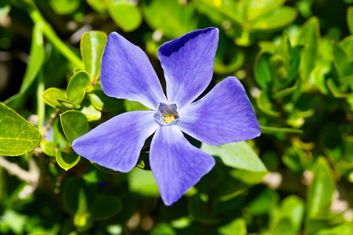 Vinca vine