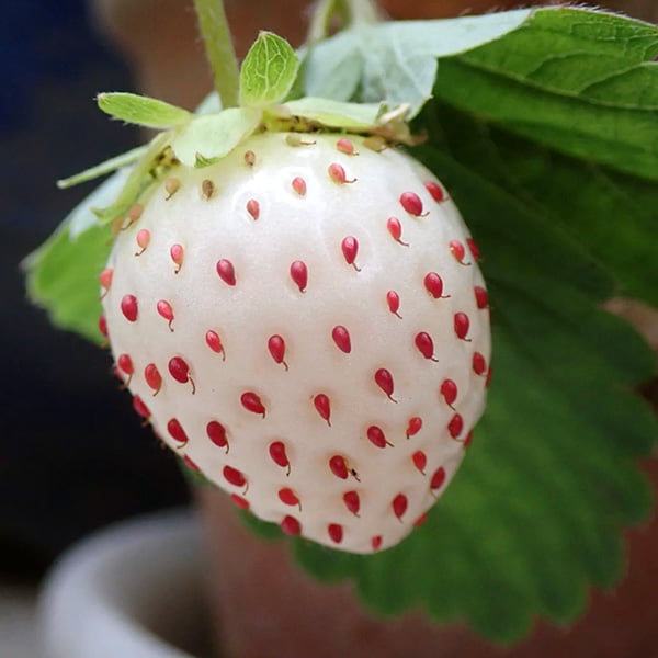 growing white strawberry
