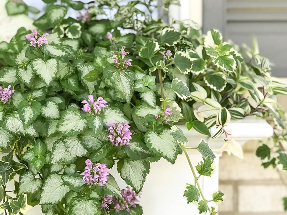 swedish ivy plant