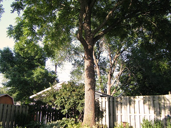 Black Walnut Tree outside the fence
