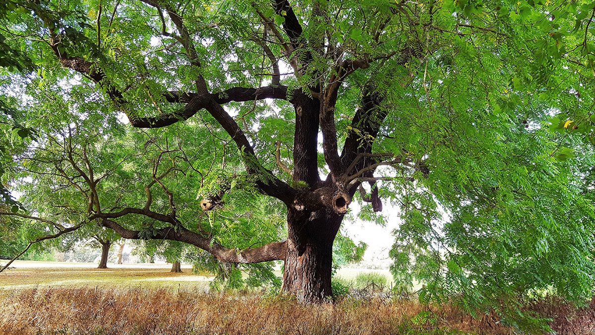 Black Walnut Tree