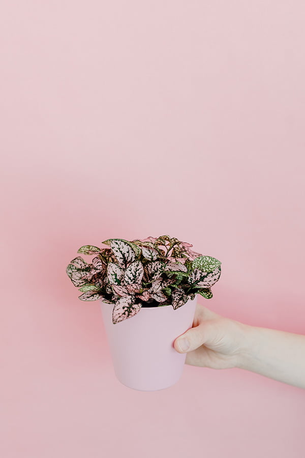 Pink Polka Dot Plants with pink background