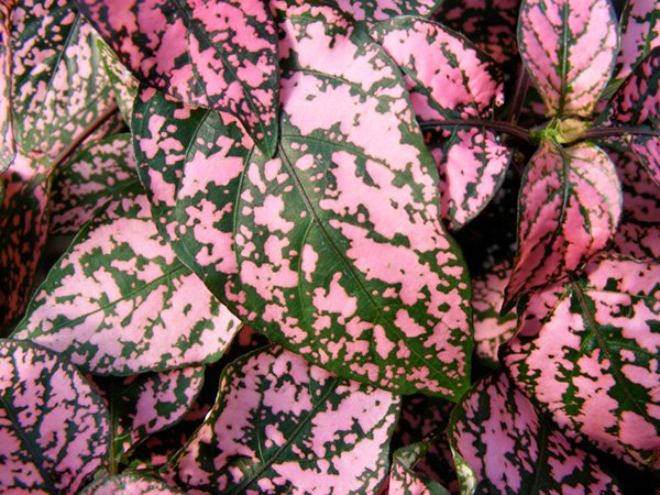 Pink Polka Dot leaves