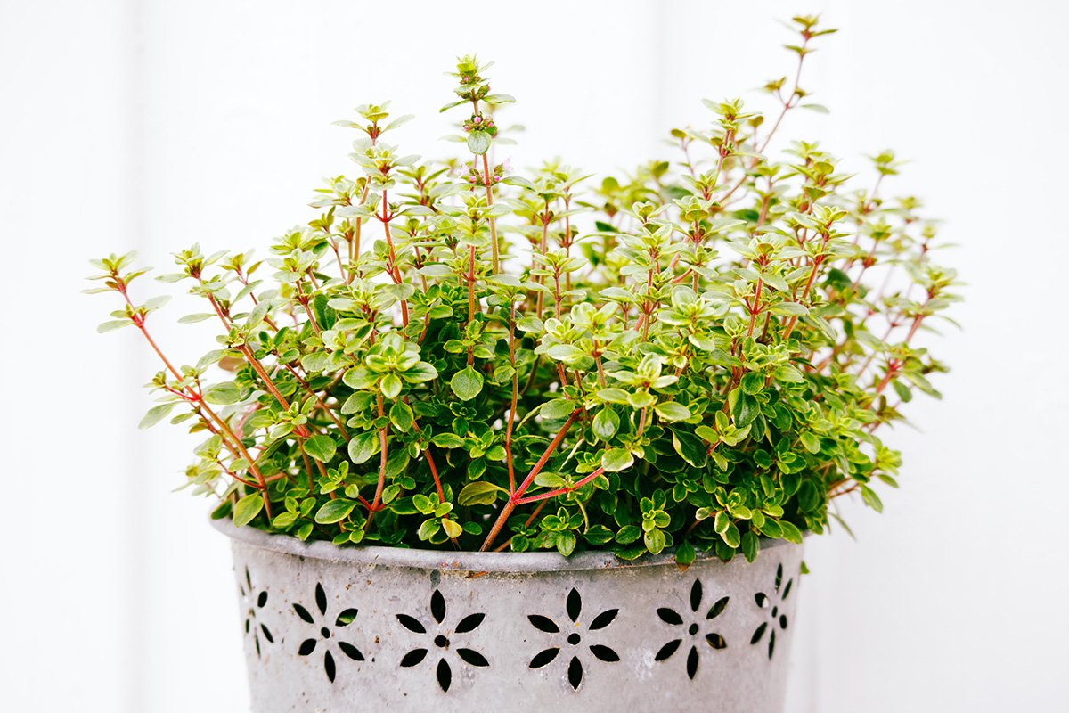 Lemon Thyme in a pot white background