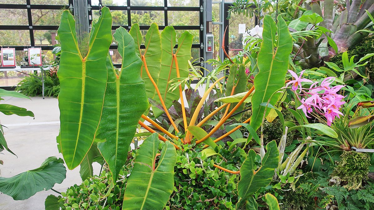 Philodendron Billietiae in botanic garden