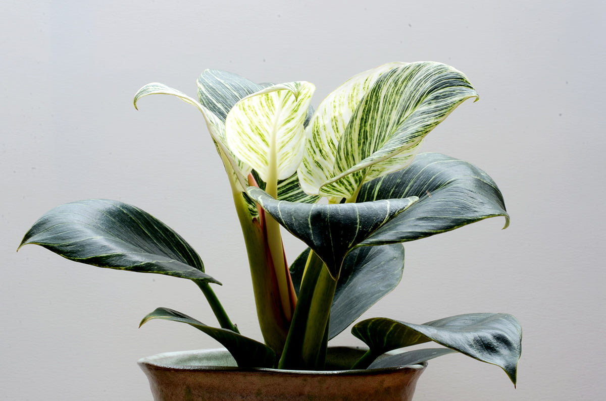 Philodendron Birkin care guide