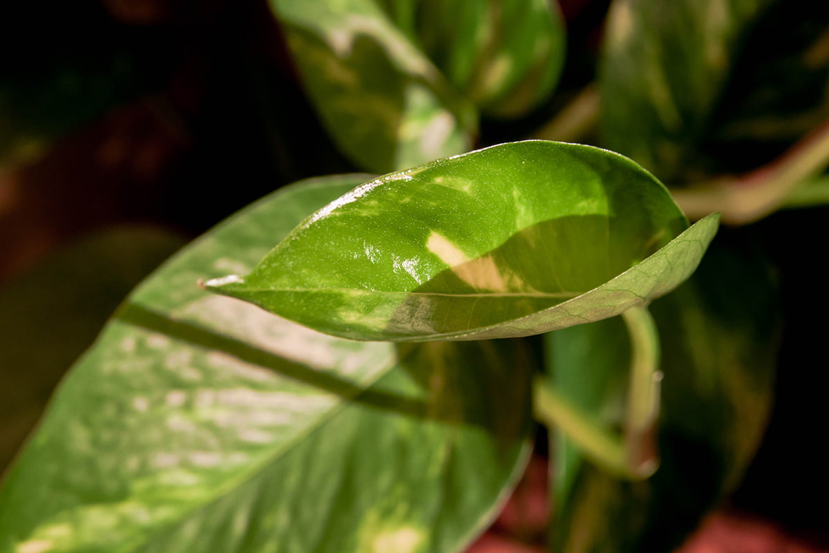 Philodendron Erubescens