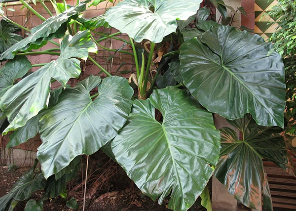 Philodendron Giganteum plant