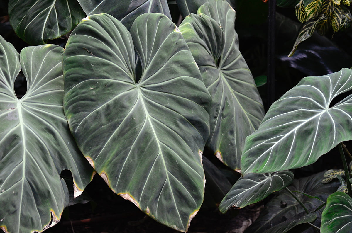 Philodendron Gloriosum