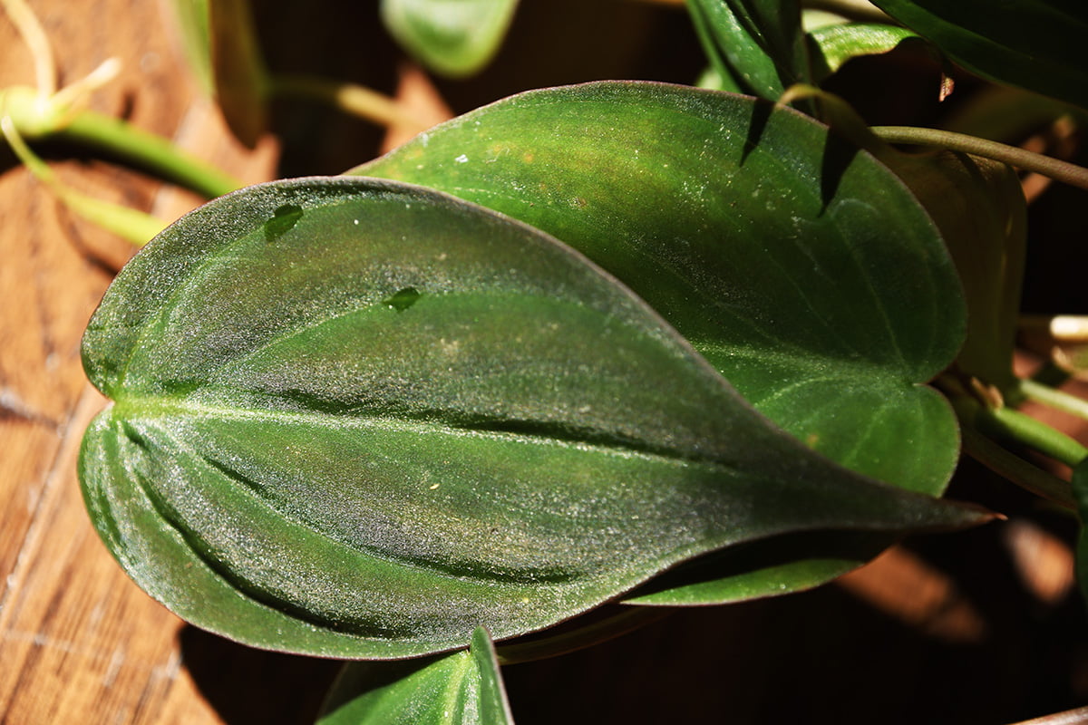 Philodendron Micans closeup