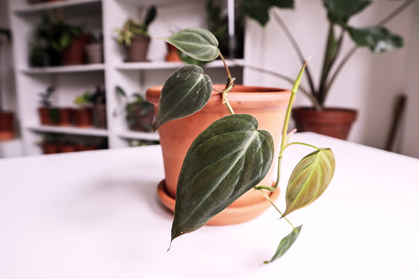 Philodendron Micans on a white table
