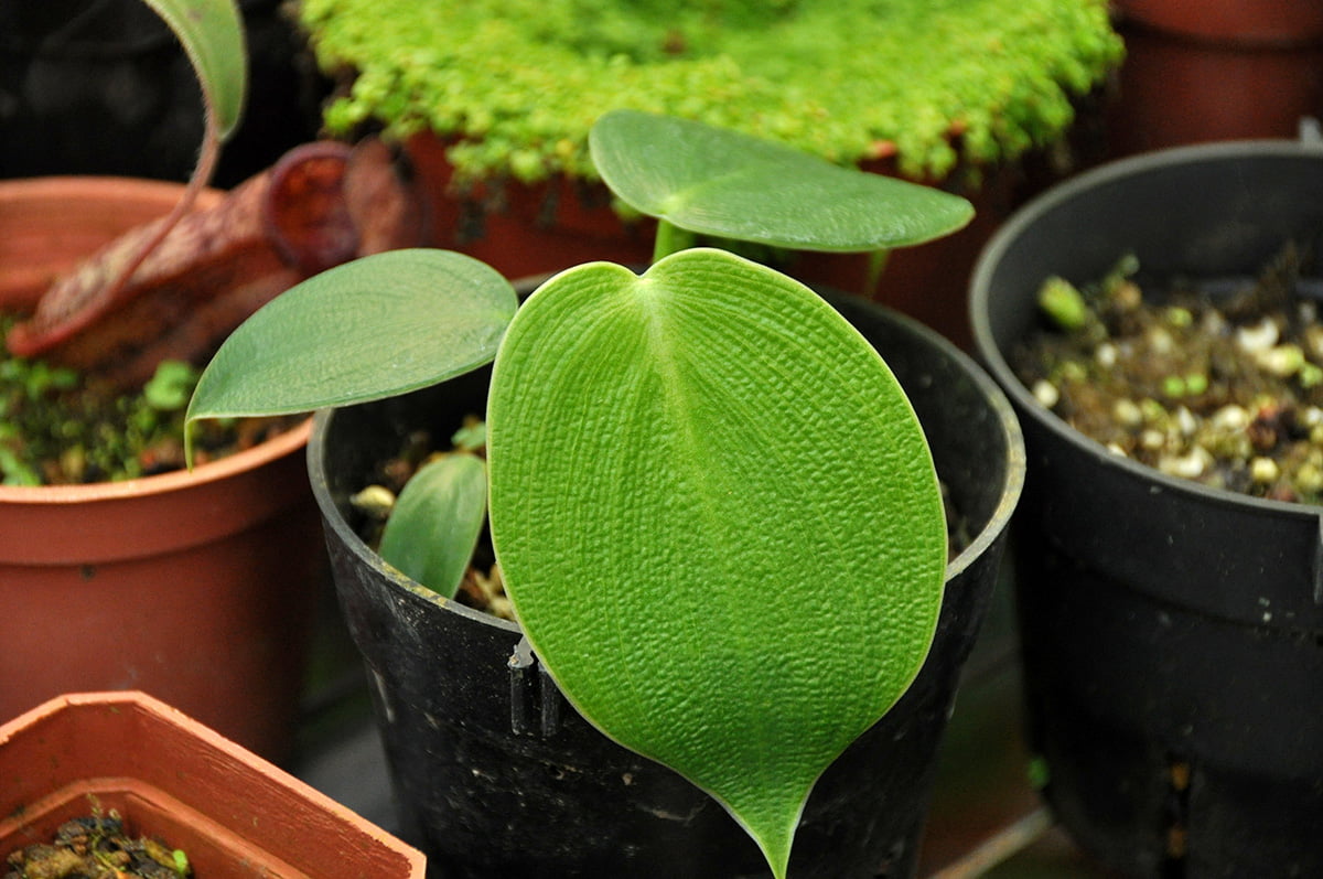 Philodendron Rugosum care guide