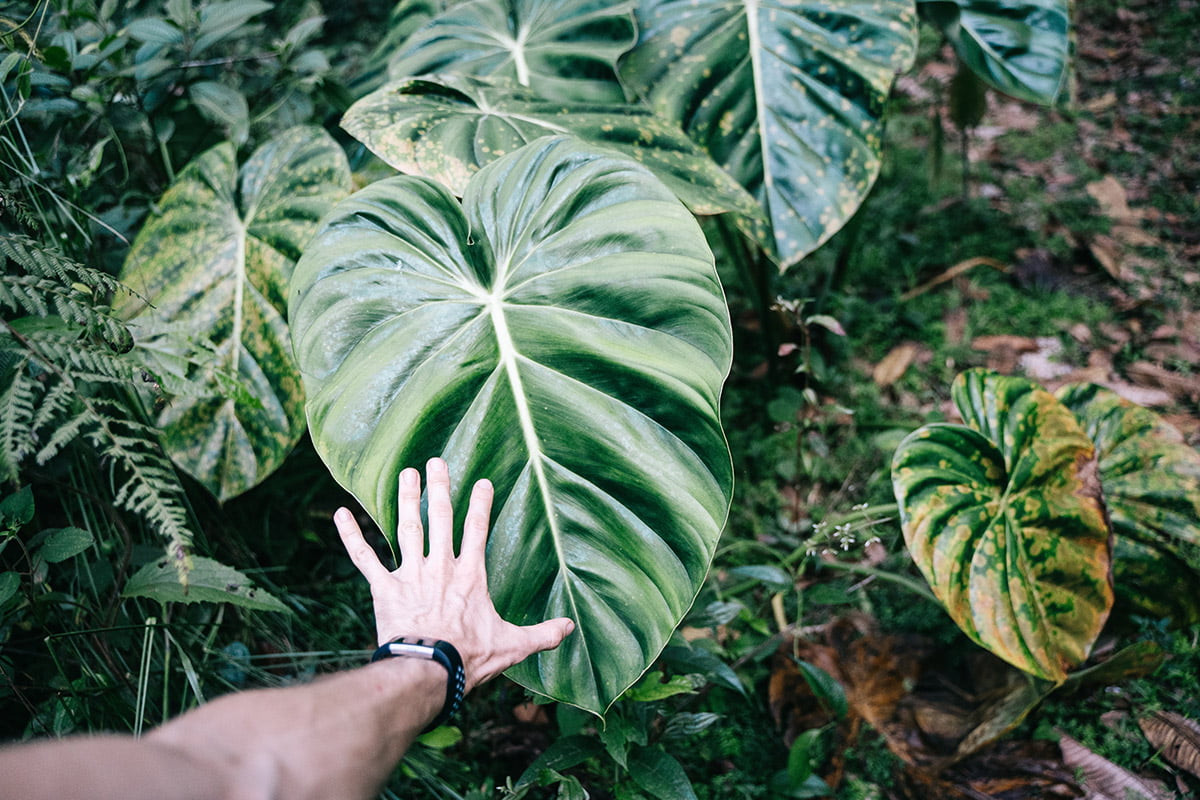 Philodendron Giganteum