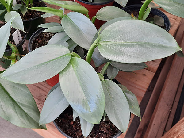 Philodendron Silver Sword in black pot