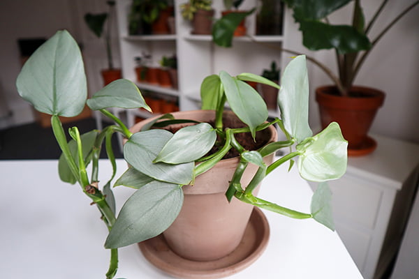 Philodendron Silver Sword plant on white table