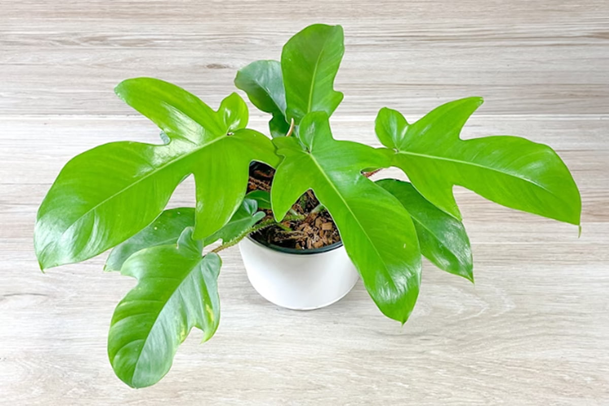 Philodendron Squamiferum care guide