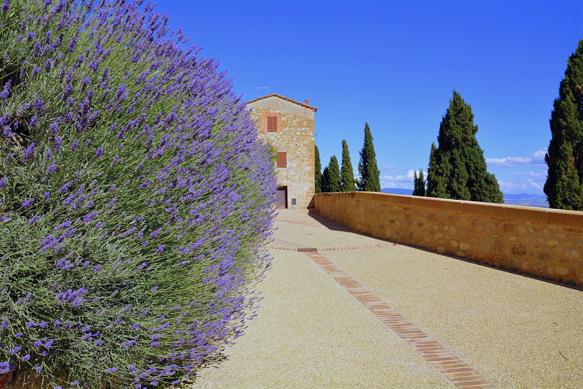 lavender tree