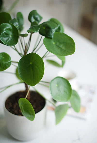 Chinese Money Plant closeup shot