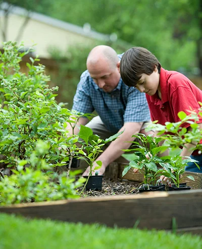 Father and son pulling weeds Father and son pulling weeds