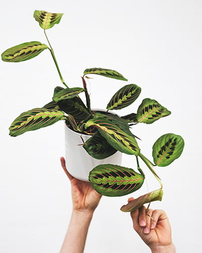 Hand holding up a prayer plant in a white pot