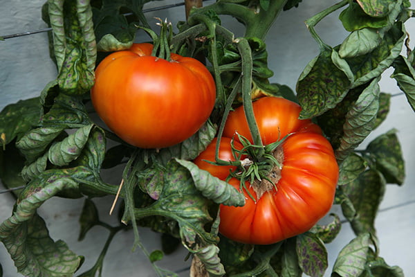 Harvesting beefsteak tomato