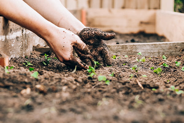 How To Add Organic Matters To Your Garden Soil