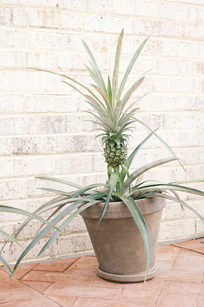 Pineapple plant in big pot