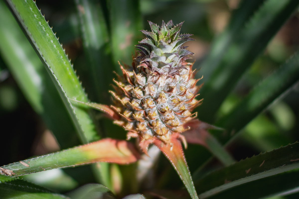 Tropical Treasure: How To Grow Your Own Pineapple Plant At Home