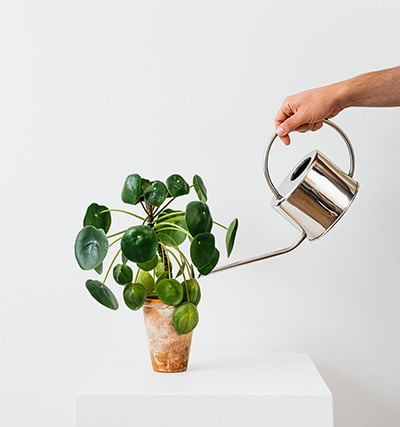 Watering a Chinese Money Plant