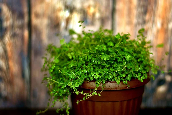 Baby Tears Plant in a pot