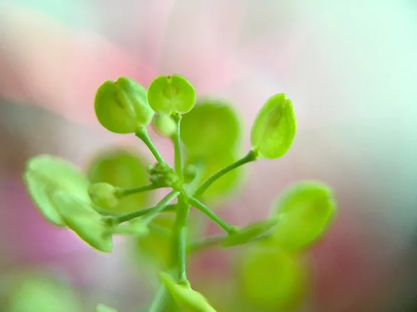 Baby Tears leaves closeup shot