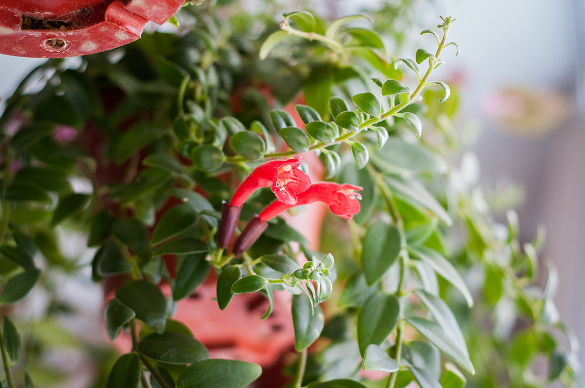 Lipstick Plant 101: The Ultimate Guide To Growing Gorgeous Lipstick Plants