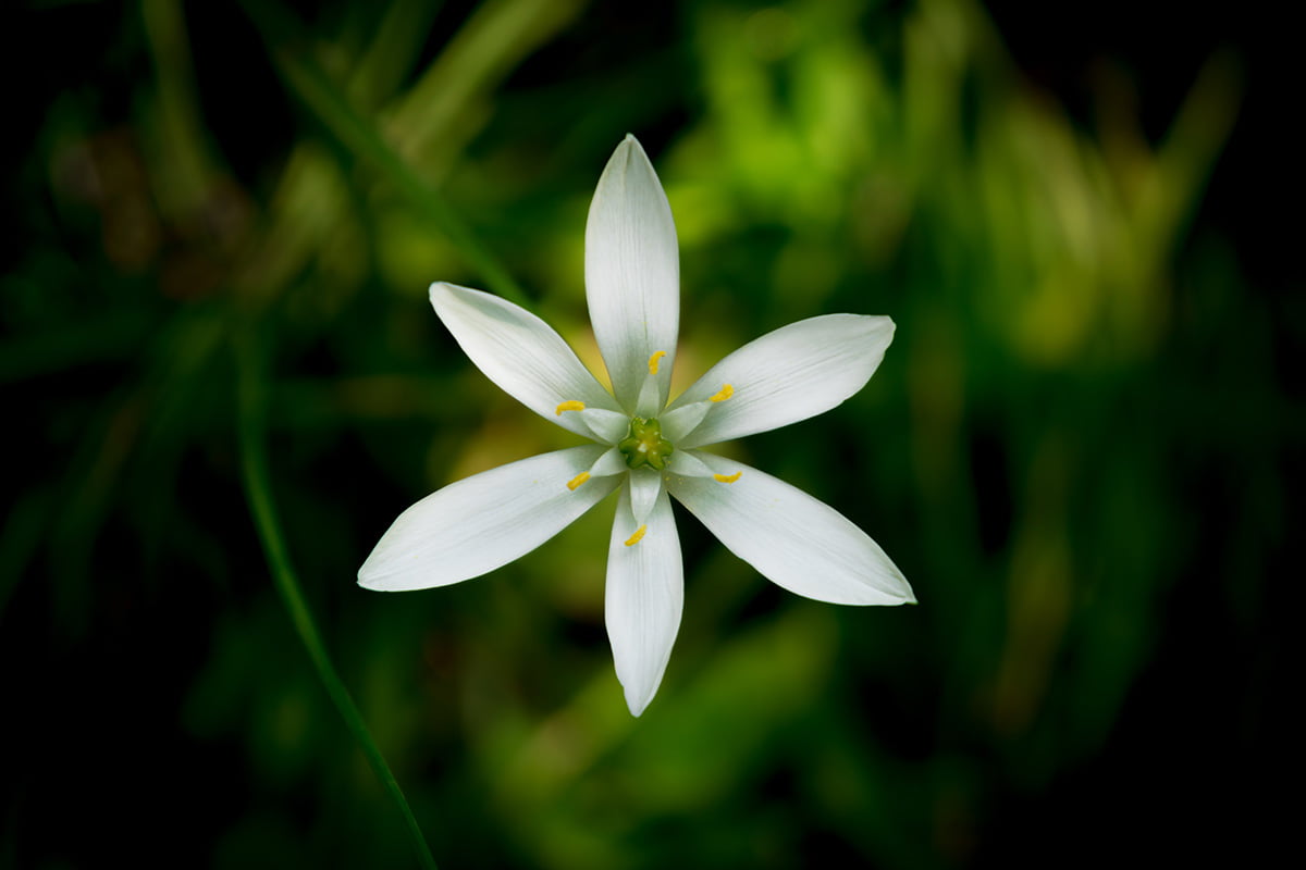 Star Of Bethlehem Flower: A Comprehensive Care Guide