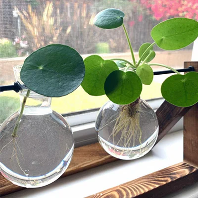 propagate pilea