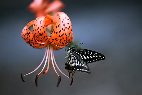 Black and white butterfly on a tiger lily flower