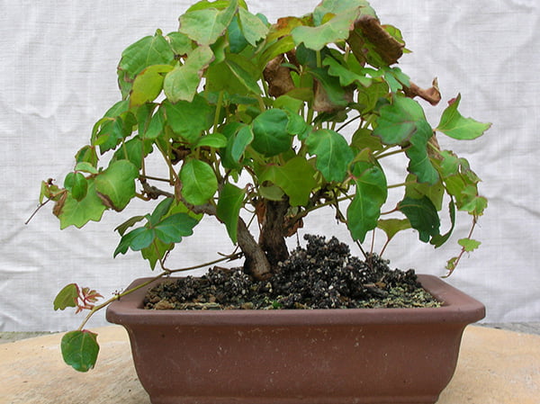 Boston Ivy in brown pot