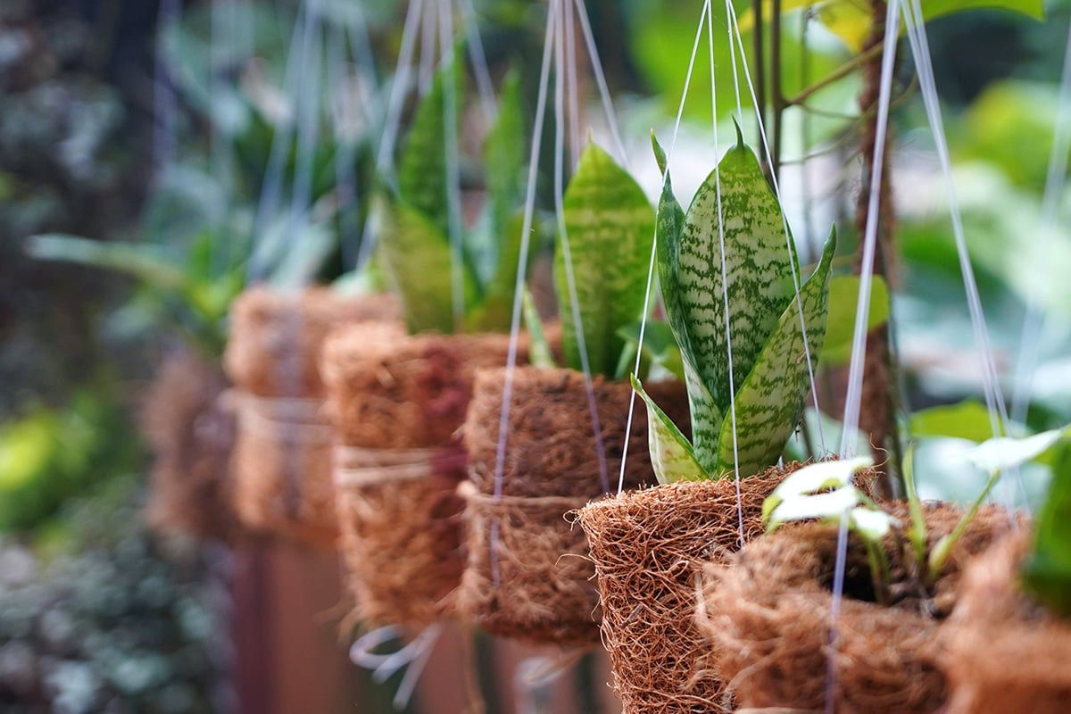 Coco Coir 101: The Secret To Healthy And Abundant Plants
