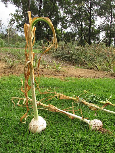 Elephant garlic on grass