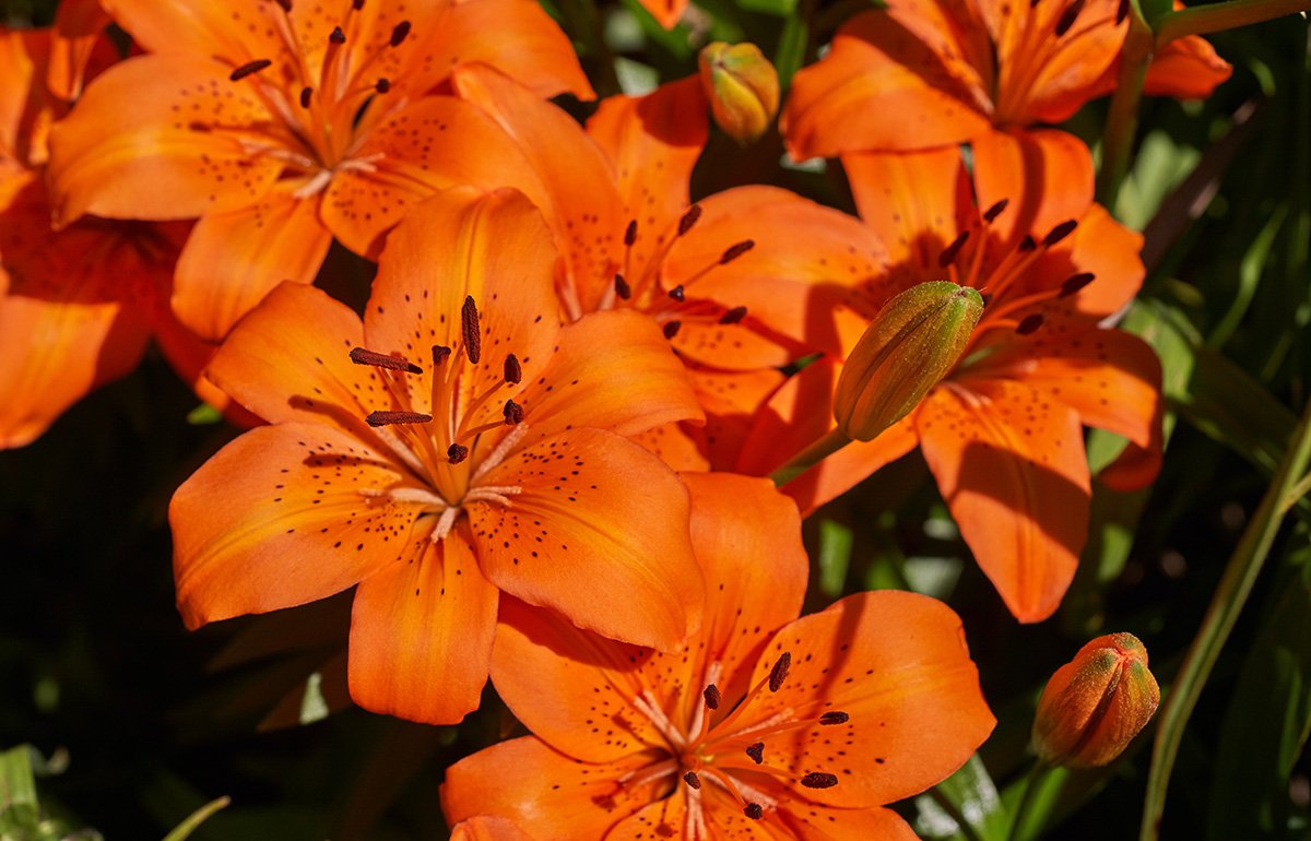 Expert Tips For Growing And Maintaining Tiger Lily: A Grow Guide