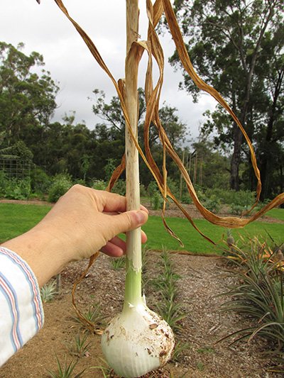 Hand holding a harvested elephant garlic